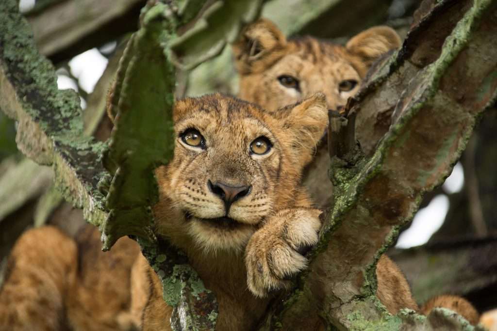 Experience the Nyungwe Canopy Walk