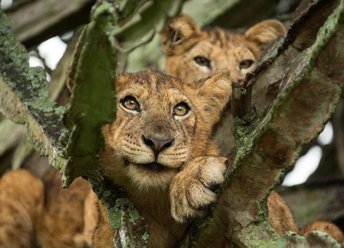 23 Days Magical Uganda Safari