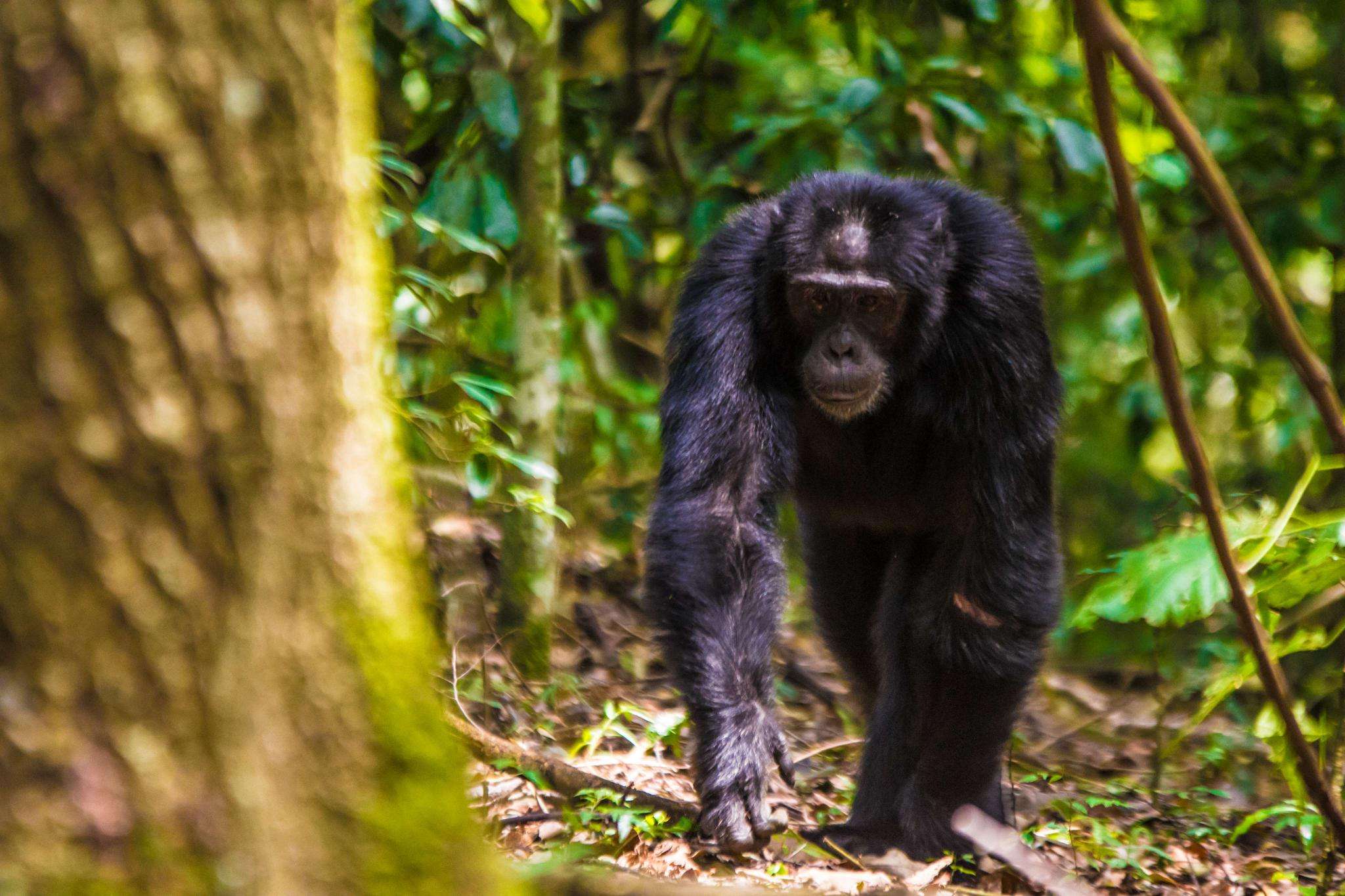 5 Days Kibale National Park Discovery Safari