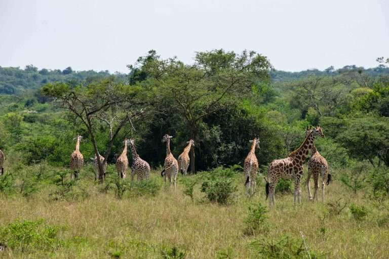 3 Days Lake Mburo National Park