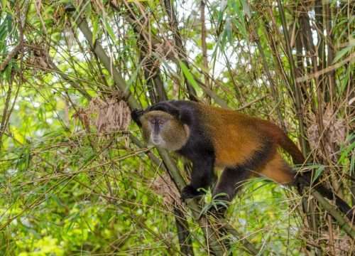 Golden Monkey Tracking