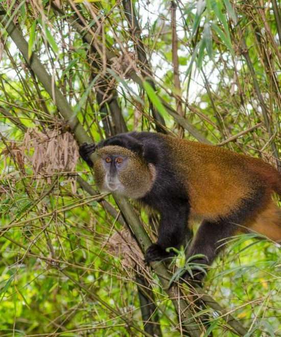 Golden Monkey Trekking