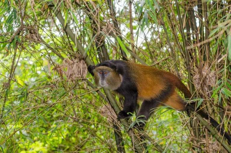 4 Days Uganda Gorilla Safari and Golden Monkey Tracking