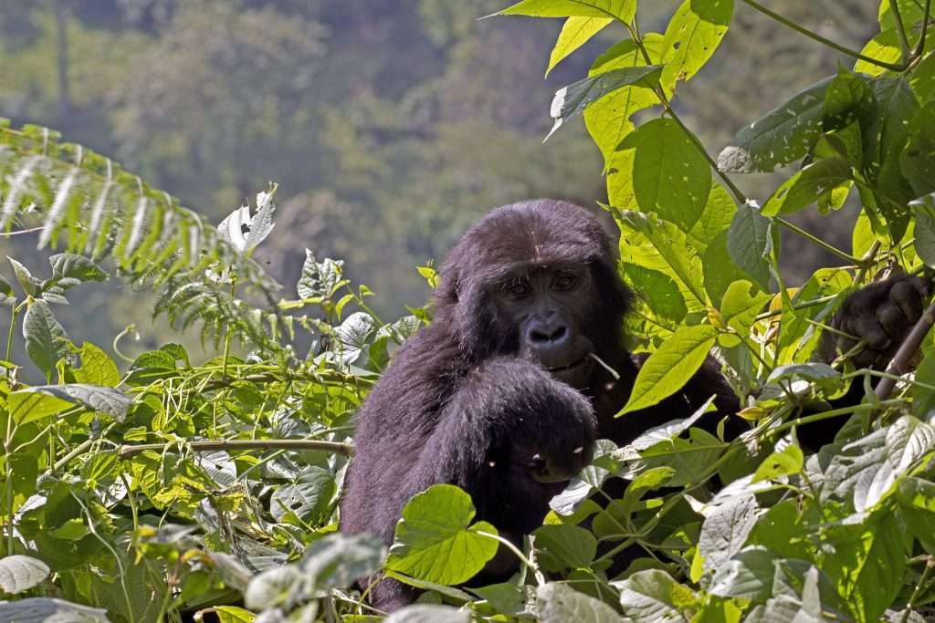 Discounted gorilla trekking in Rwanda