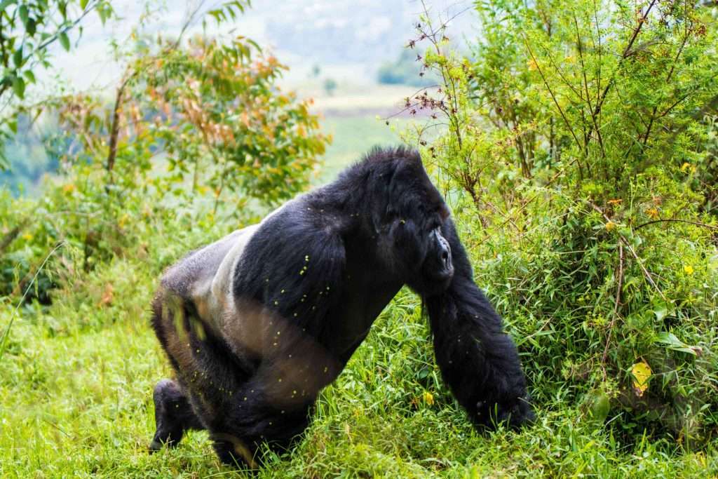 6 Days Uganda wildlife and gorilla safari