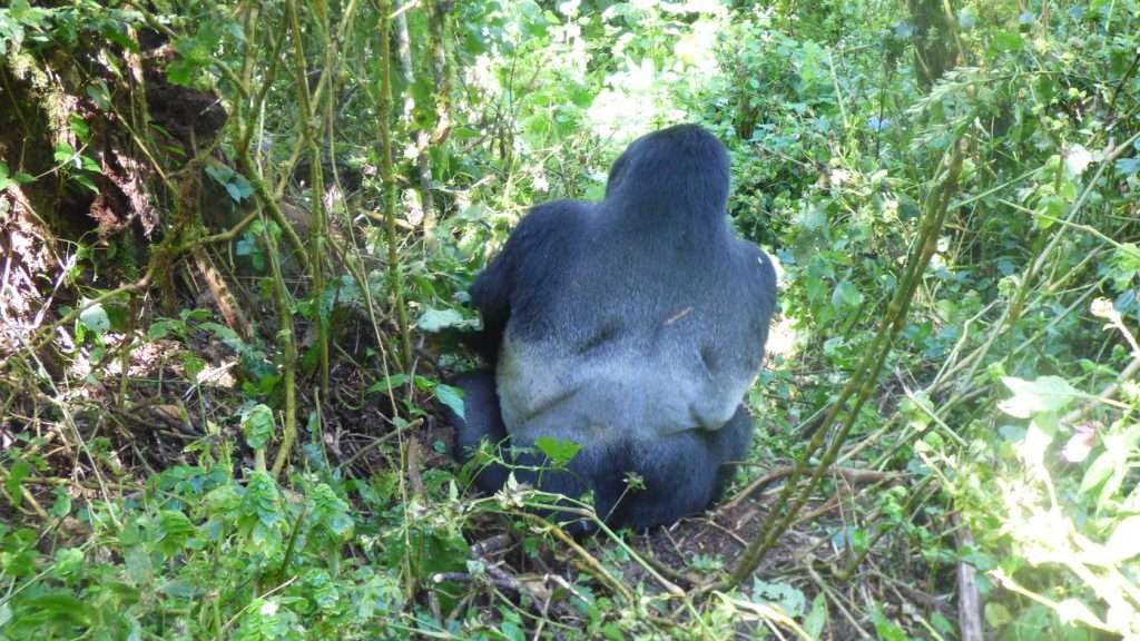Mountain gorillas in Volcanoes National Park
