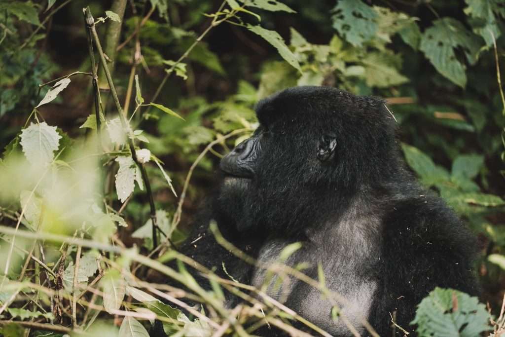 6 Days Uganda wildlife and gorilla safari