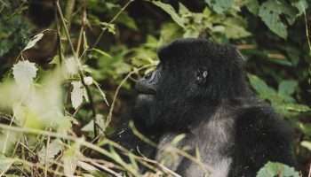 How to acquire Gorilla Permits in Uganda.