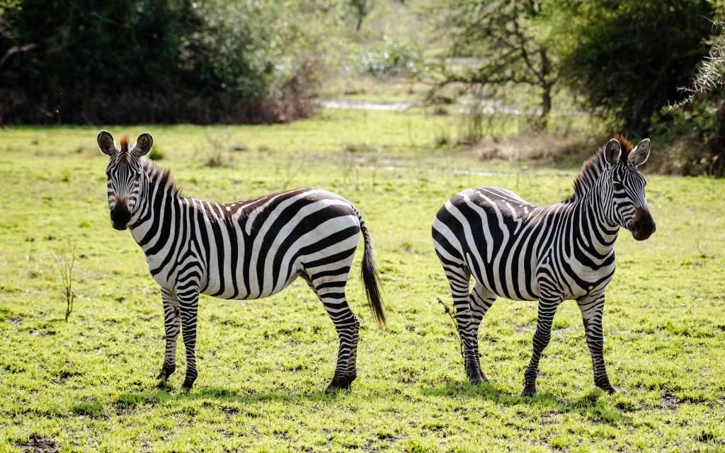 Lake Mburo National Park