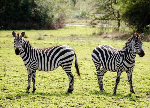 2 Days Lake Mburo National Park Safari