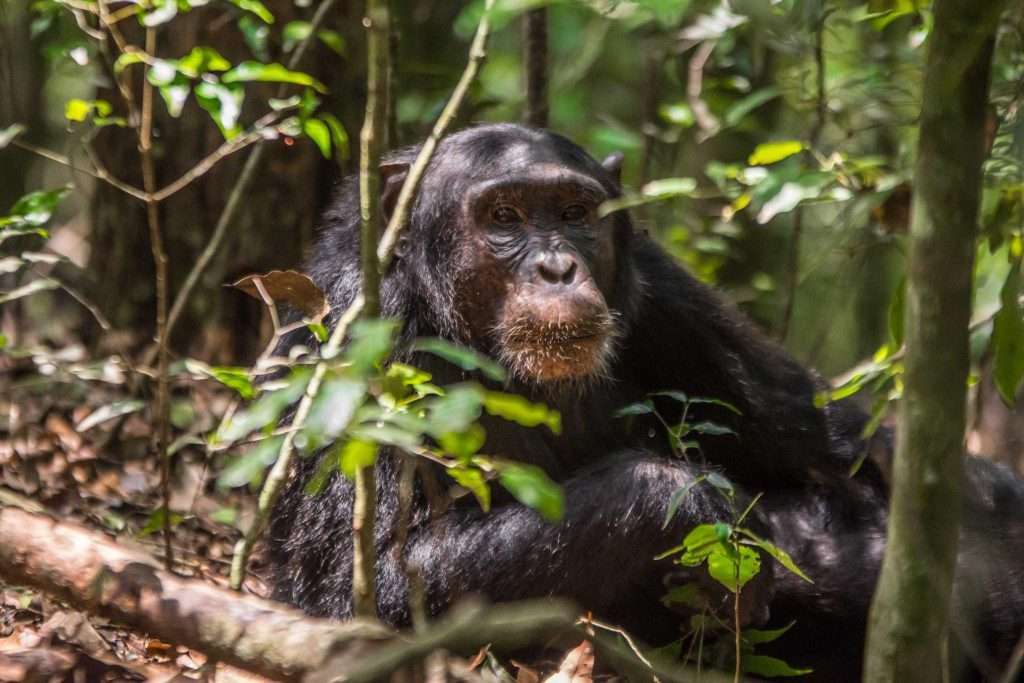 Planning for gorilla trekking in Rwanda.
