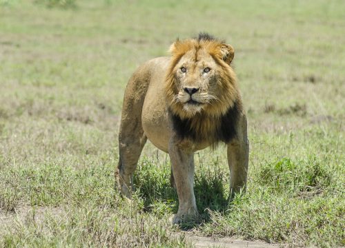 4 Days Queen Elizabeth National Park Safari