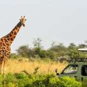 Discover the best things to do in Murchison Falls National Park, Uganda.