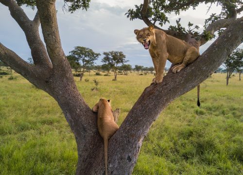 14 Days Uganda Falls And Wildlife Safari