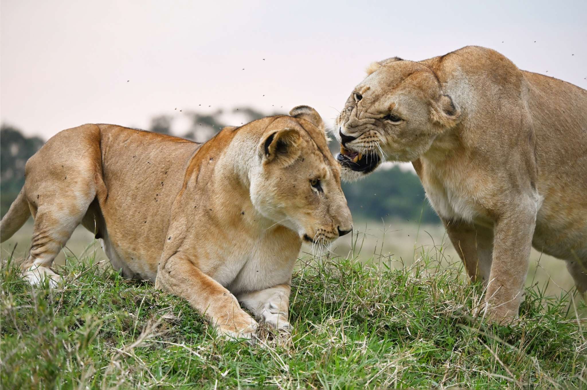Selous Game Reserve (Nyerere National Park)