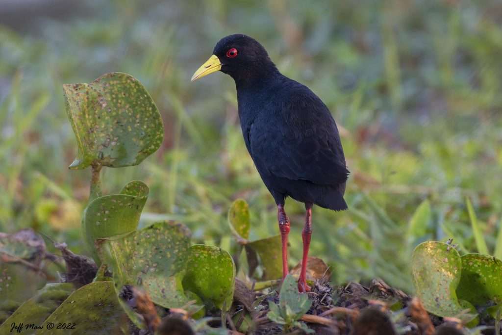 14-Day Ultimate Birding Safari in Uganda