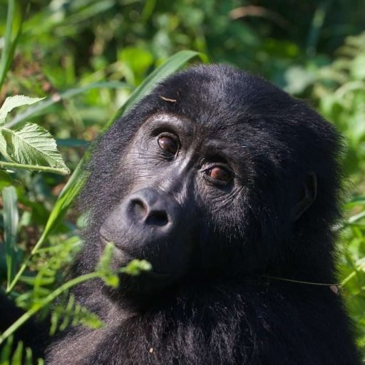 10 Days Uganda Highlights Tour