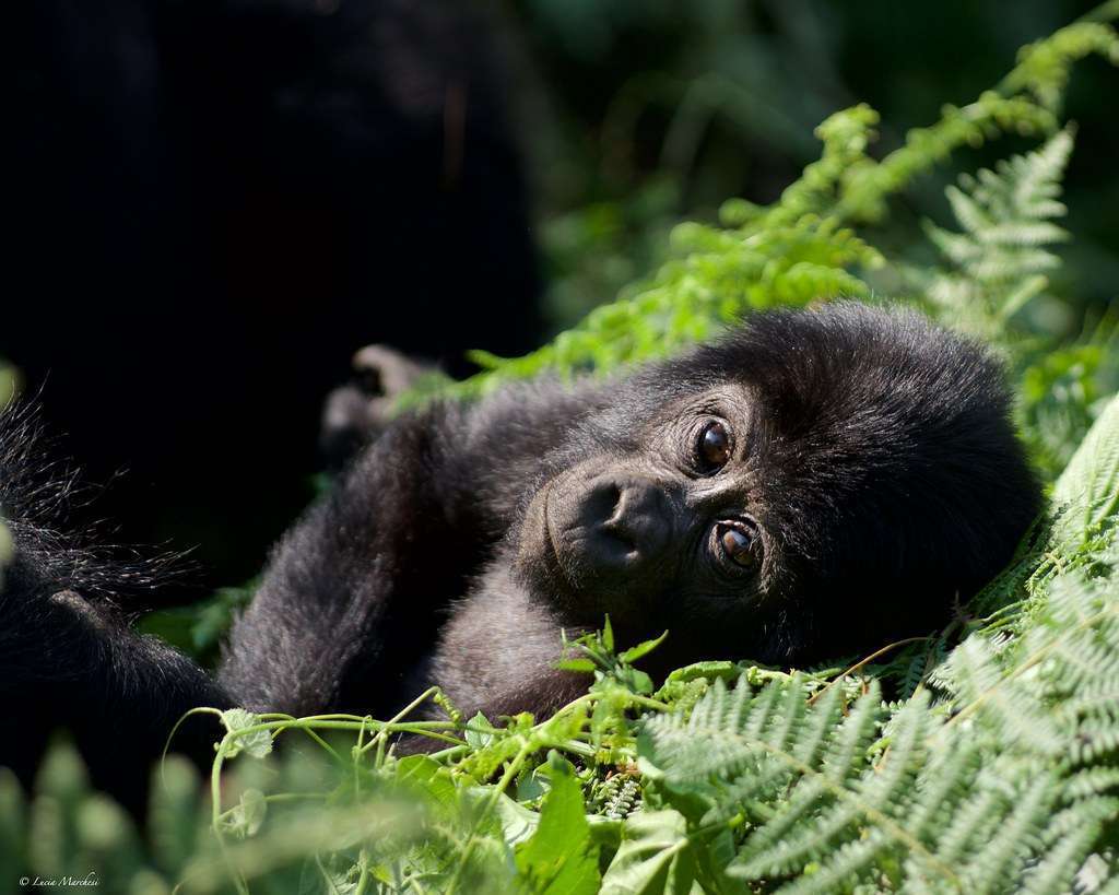 Fly-in gorilla safaris to Bwindi NP