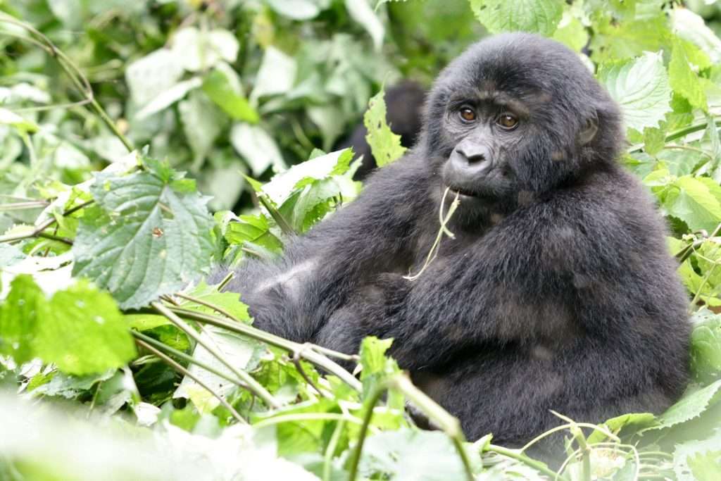 13 Days Uganda fly-in safari & primate trekking.