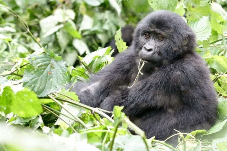 13 Days Luxury Uganda Fly-In Safari & Primate Trekking