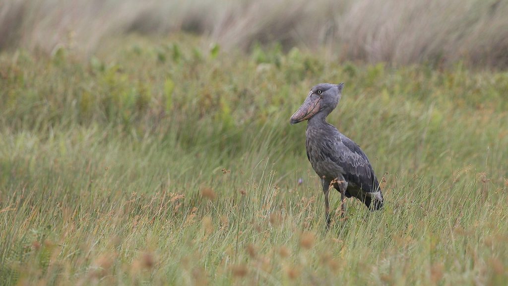 30 Days Uganda Birding Safari | Gorilla Trekking, Wildlife & 600+ Bird Species