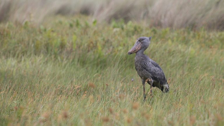 30 Days Uganda Birding Safari | Gorilla Trekking, Wildlife & 600+ Bird Species