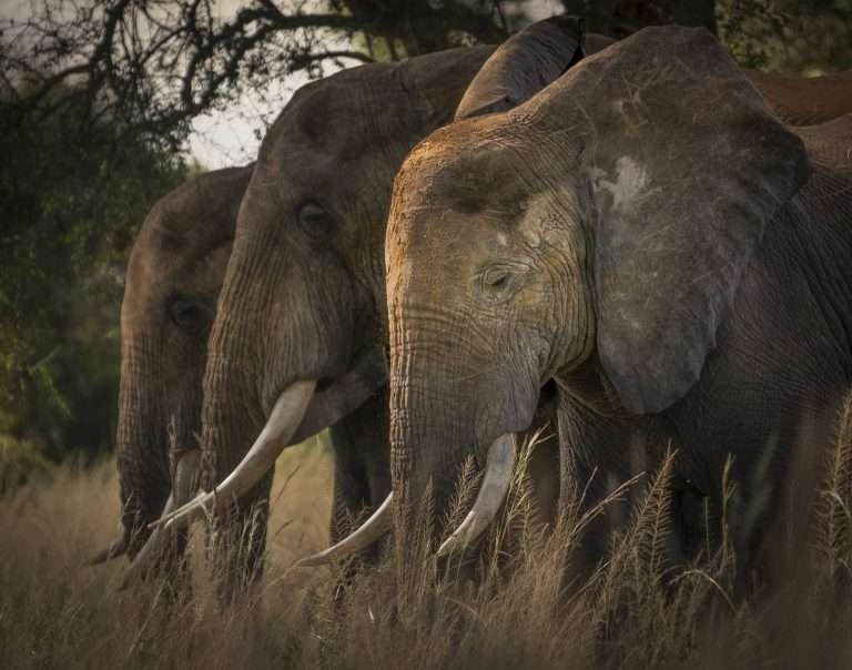 13 Days Uganda Bird Watching Adventure