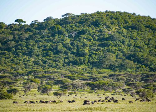 5 Days Tanzania Wildlife Safari