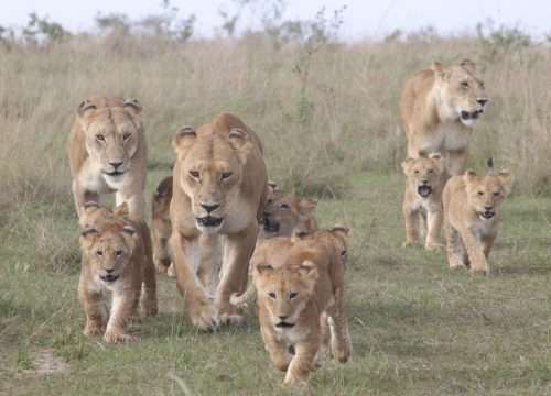3 Days Tarangire National Park, Ngorongoro Crater & Lake Manyara Safari