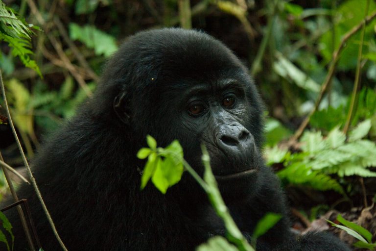 10 Days Uganda Safari
