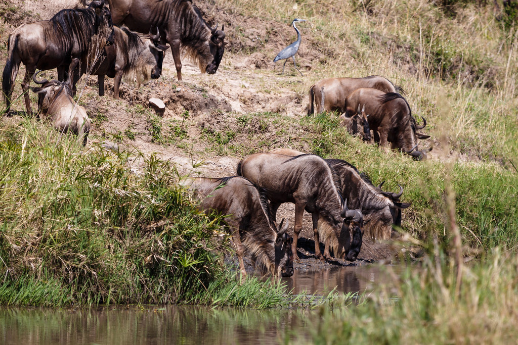 5 Days Lake Nakuru and Masai Mara safari
