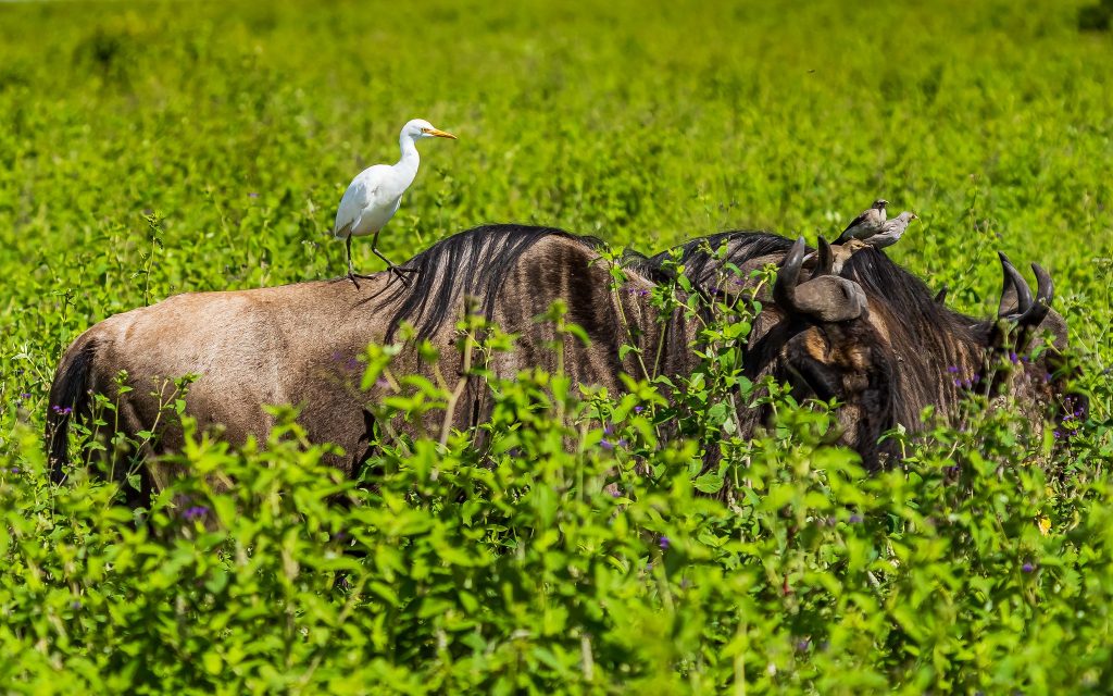 3 Days Masai Mara Flying Safari
