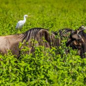 3 Days Masai Mara Flying Safari