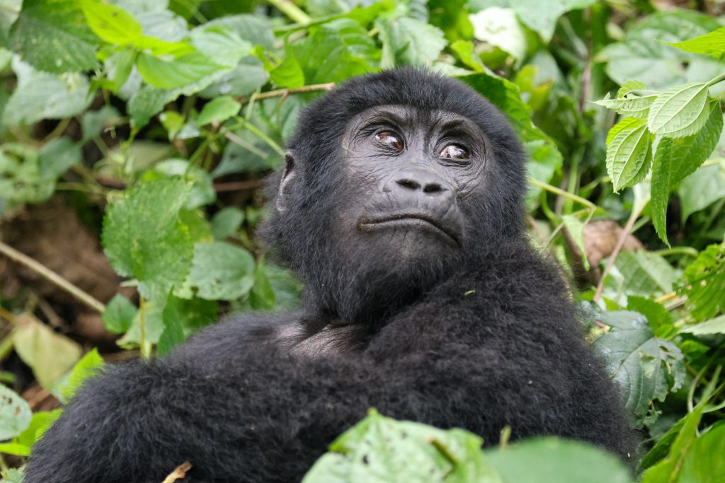 3 days Uganda gorilla habituation tour