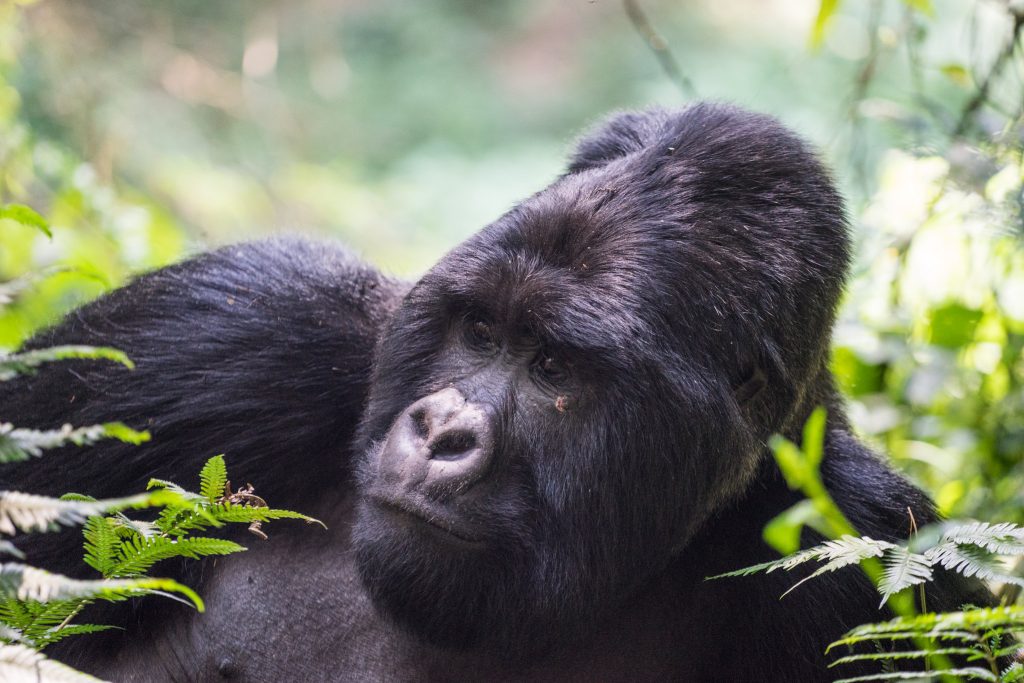 6 Days Uganda Rwanda double gorilla trekking