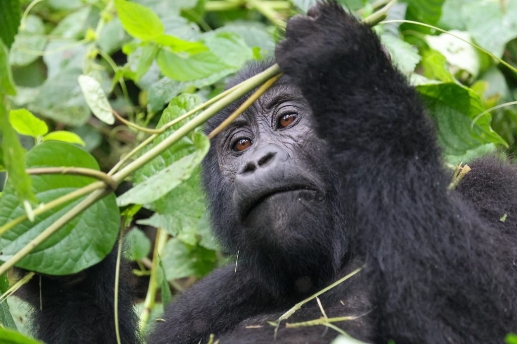 6 Days Uganda wildlife and gorilla safari