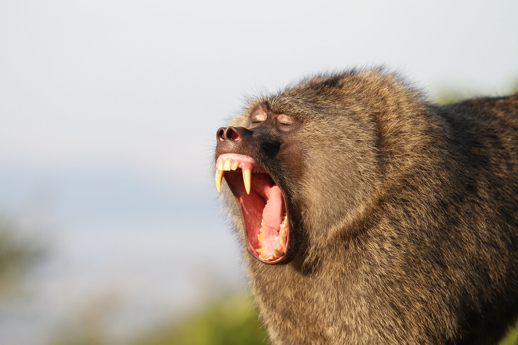 Akagera National Park