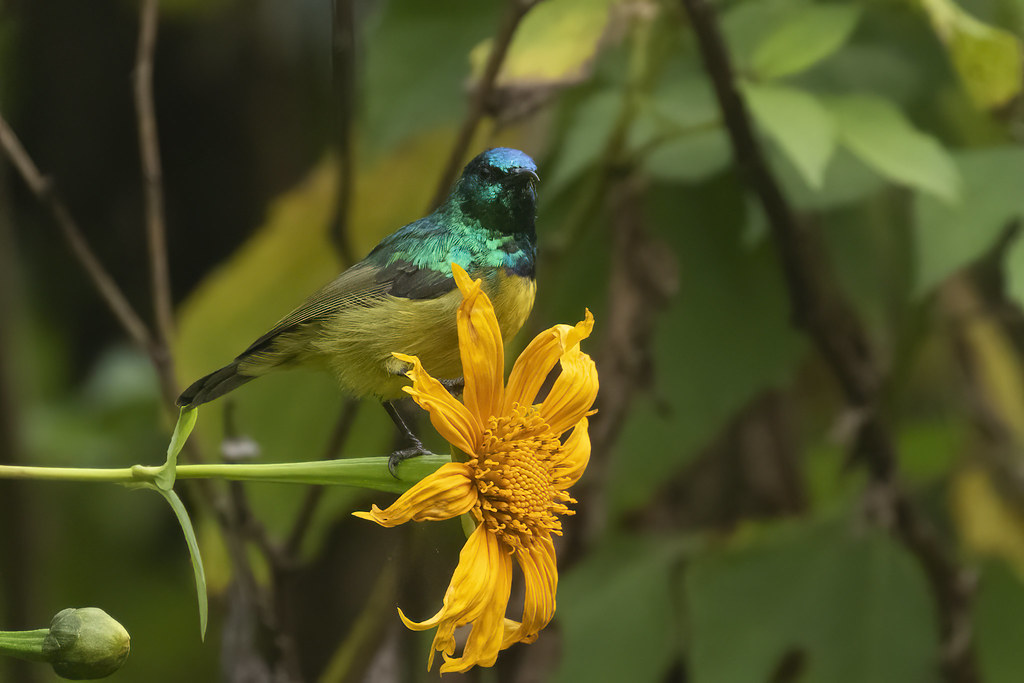 Bird Watching In Bwindi National Park