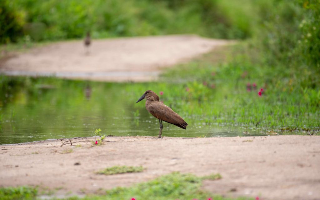 Bird Watching In Semliki National Park