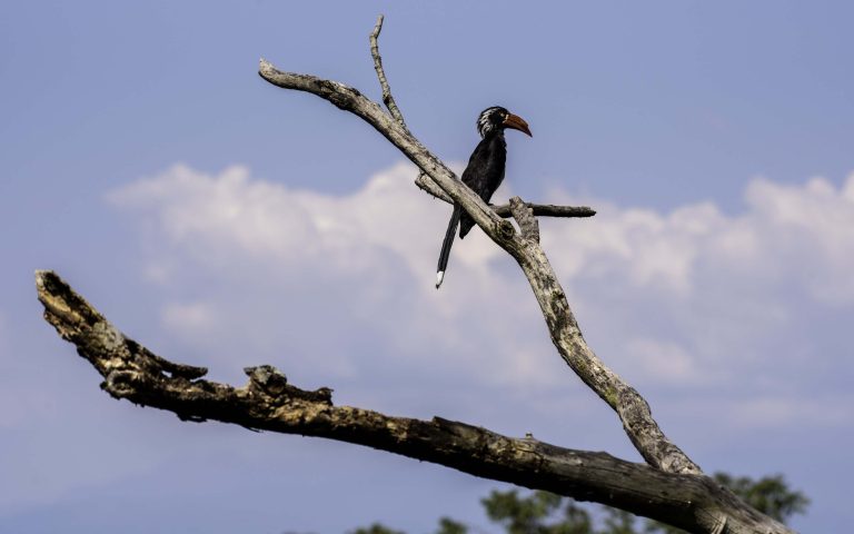 3 Days Chimpanzee Trekking Safari in Kibale National Park