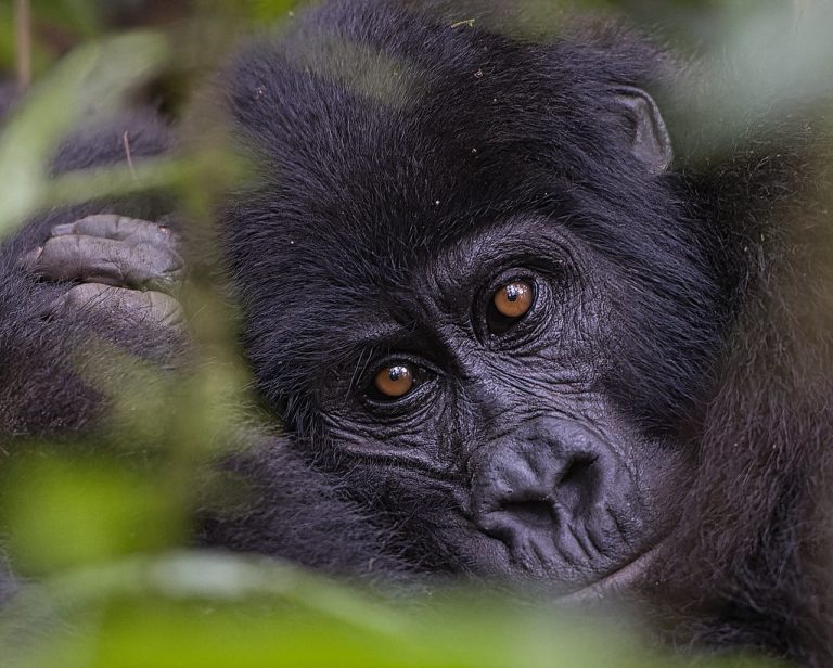 3 Day Gorilla Trekking Uganda – Bwindi Impenetrable Forest