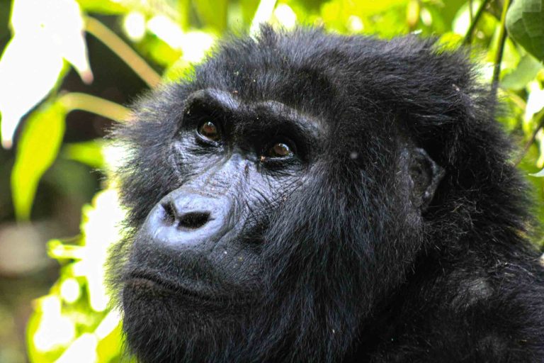 16 Days all Uganda safari