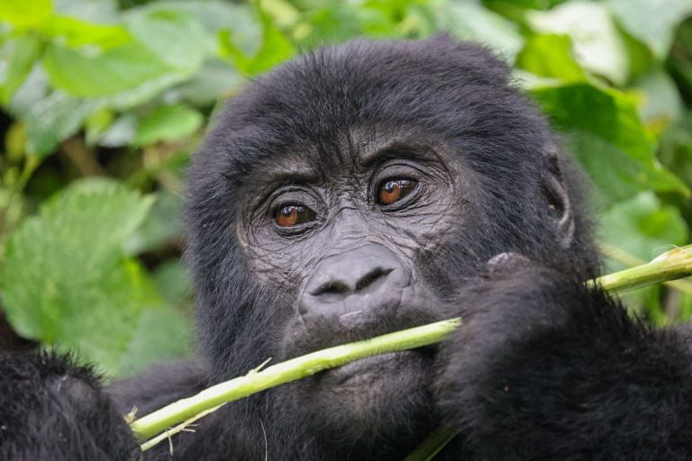 13 Days Uganda Fly-In Safari & Primate Trekking