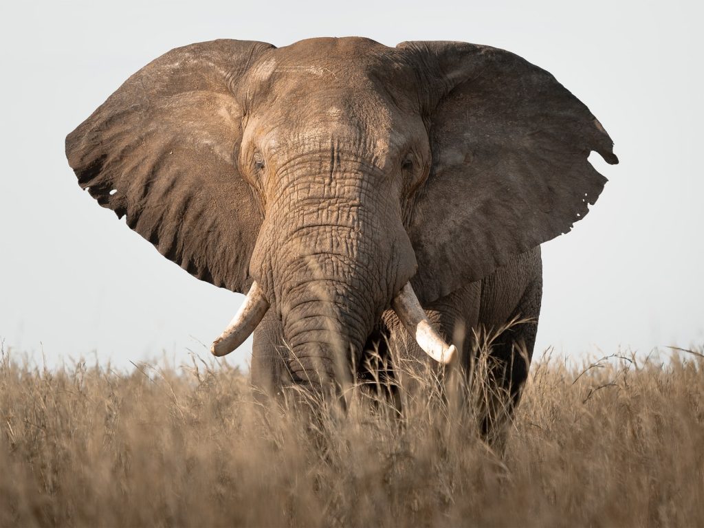 8 Days Uganda Big Five Safari