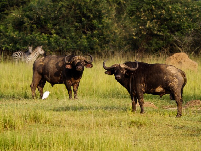 1-Day Akagera National Park Safari from Kigali, Rwanda