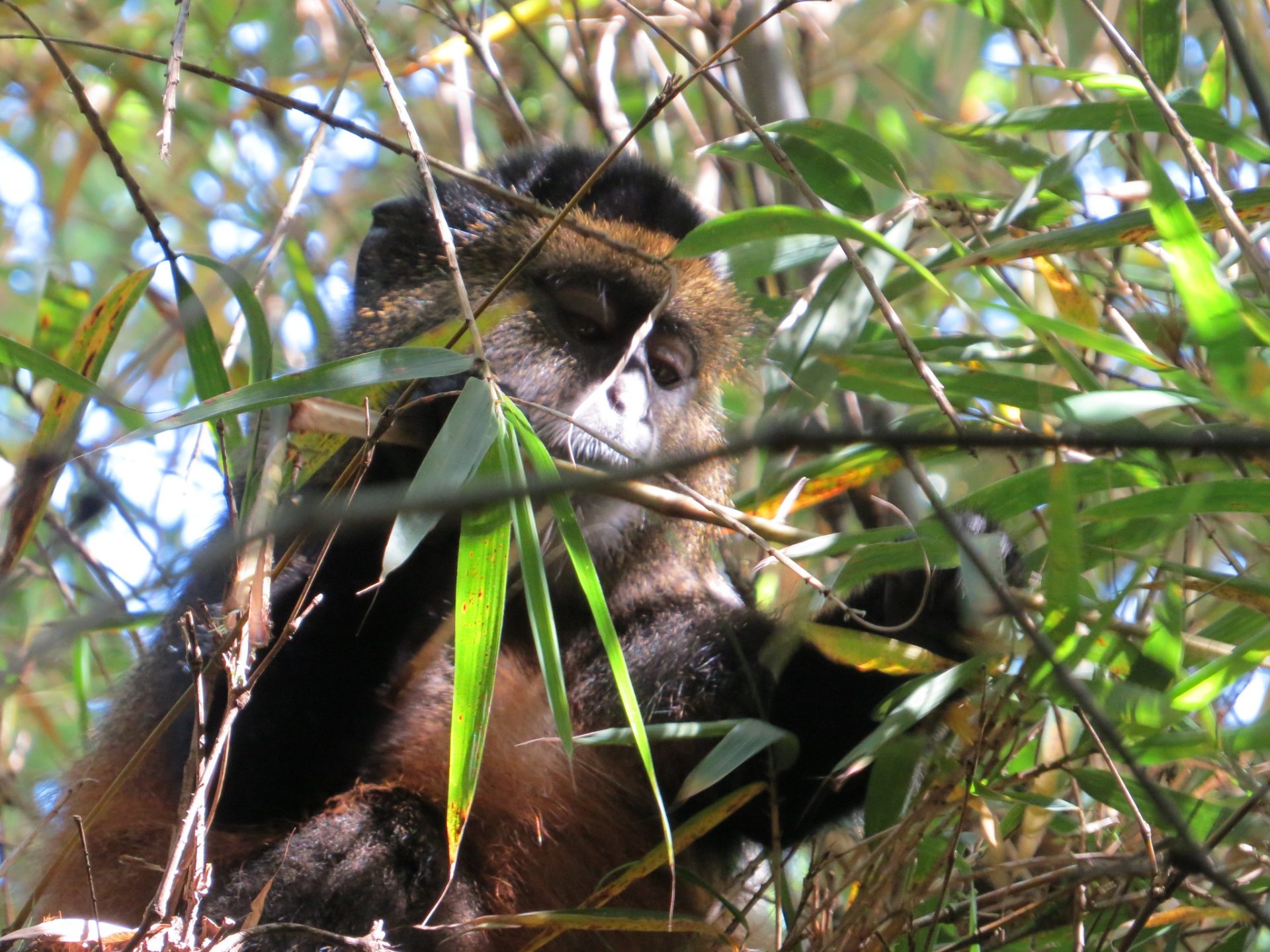 5 Days Rwanda Safari – Nyungwe & Volcanoes