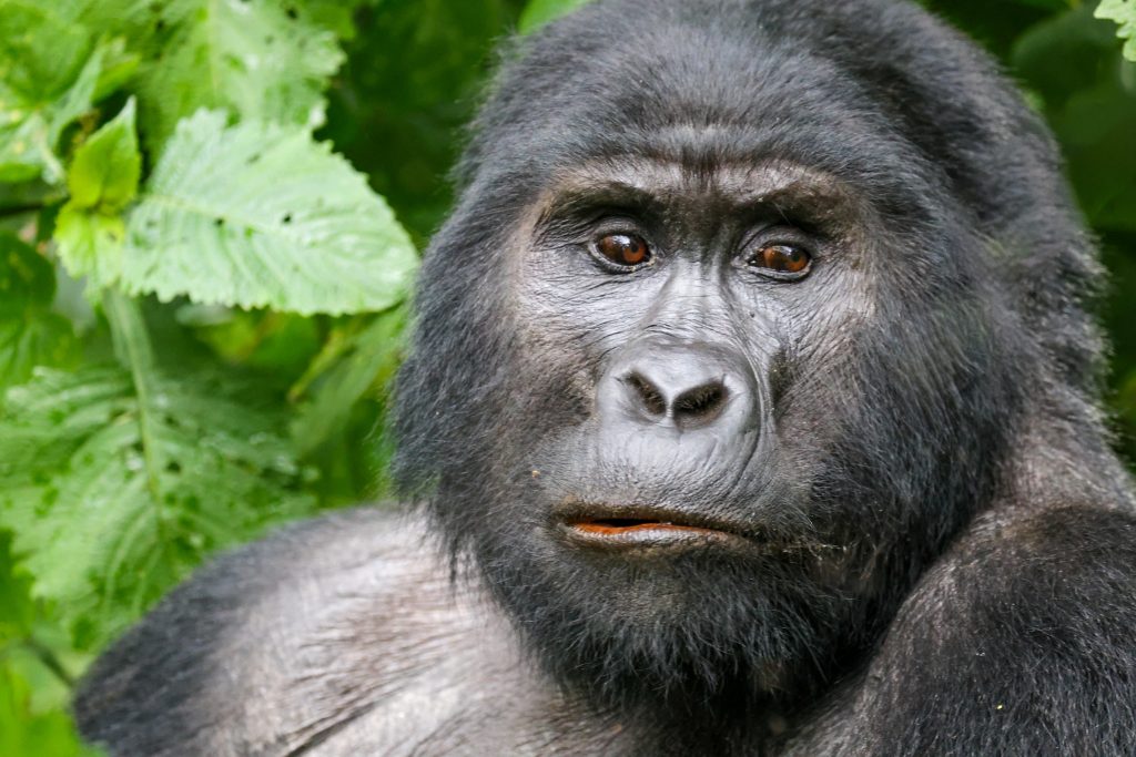 7 Days Congo Lowland Gorillas and Mountain Gorilla trekking