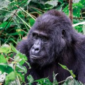 Gorilla Habituation Experience in Uganda