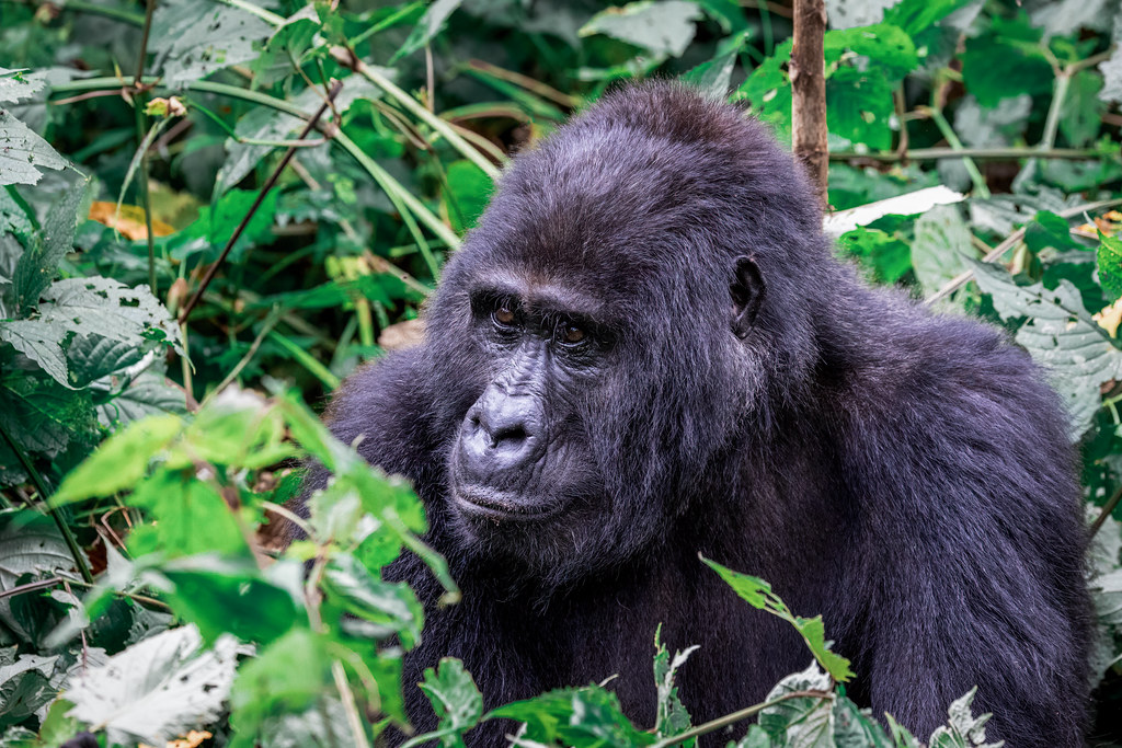 Experiencing Uganda’s Mountain Gorillas and Chimpanzees in 2026