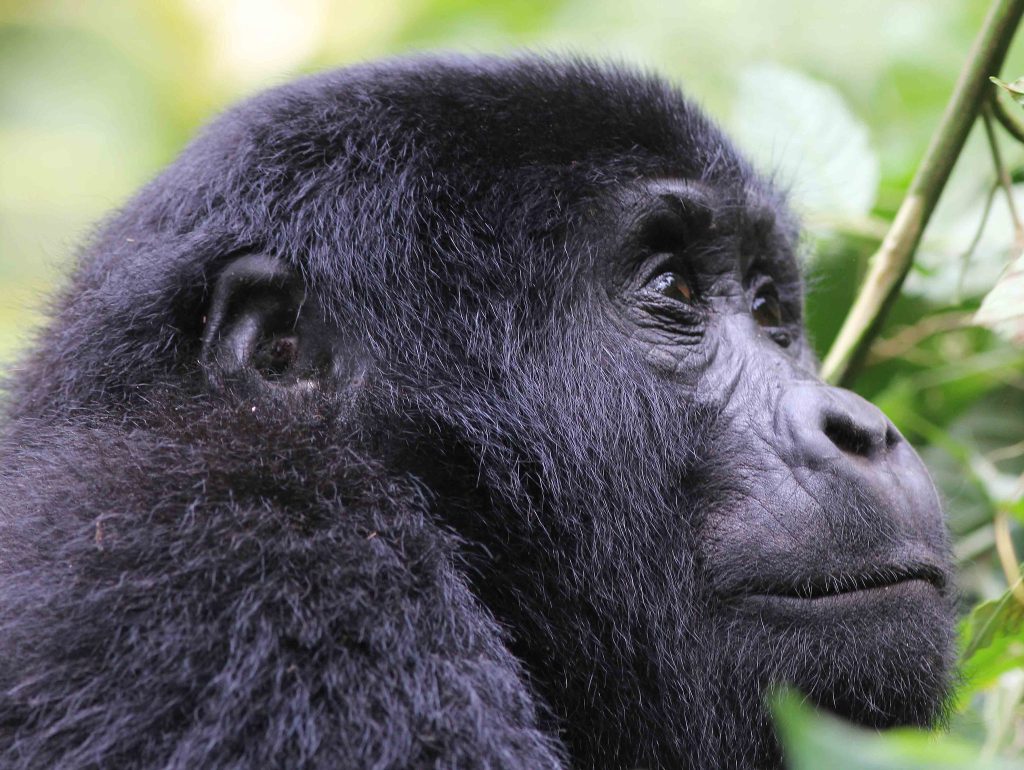 Gorilla Trekking vs Gorilla Habituation in Uganda: Which Wildlife Adventure Should You Choose?
